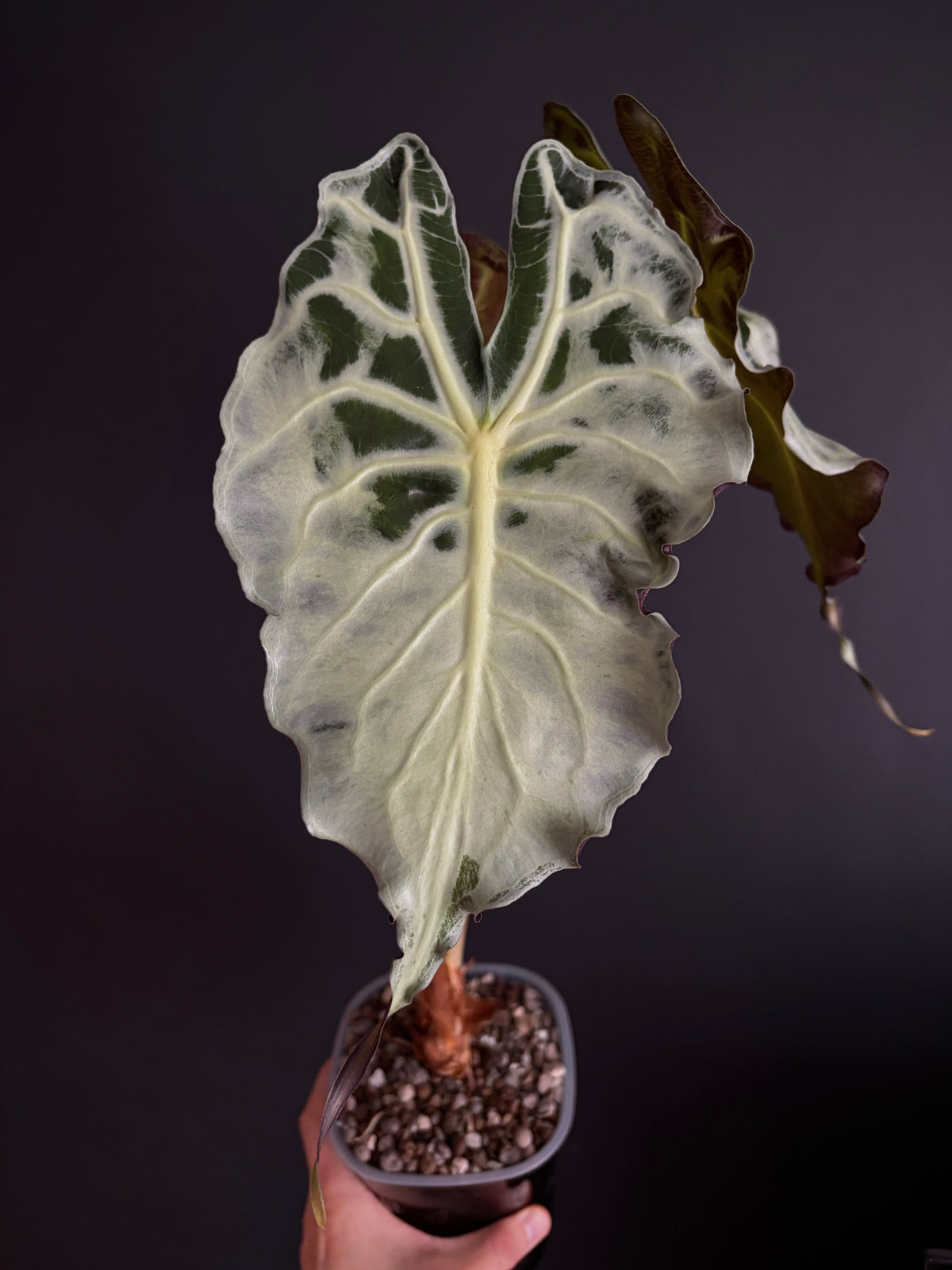 Alocasia Venom (Mature) | 9 cm pot