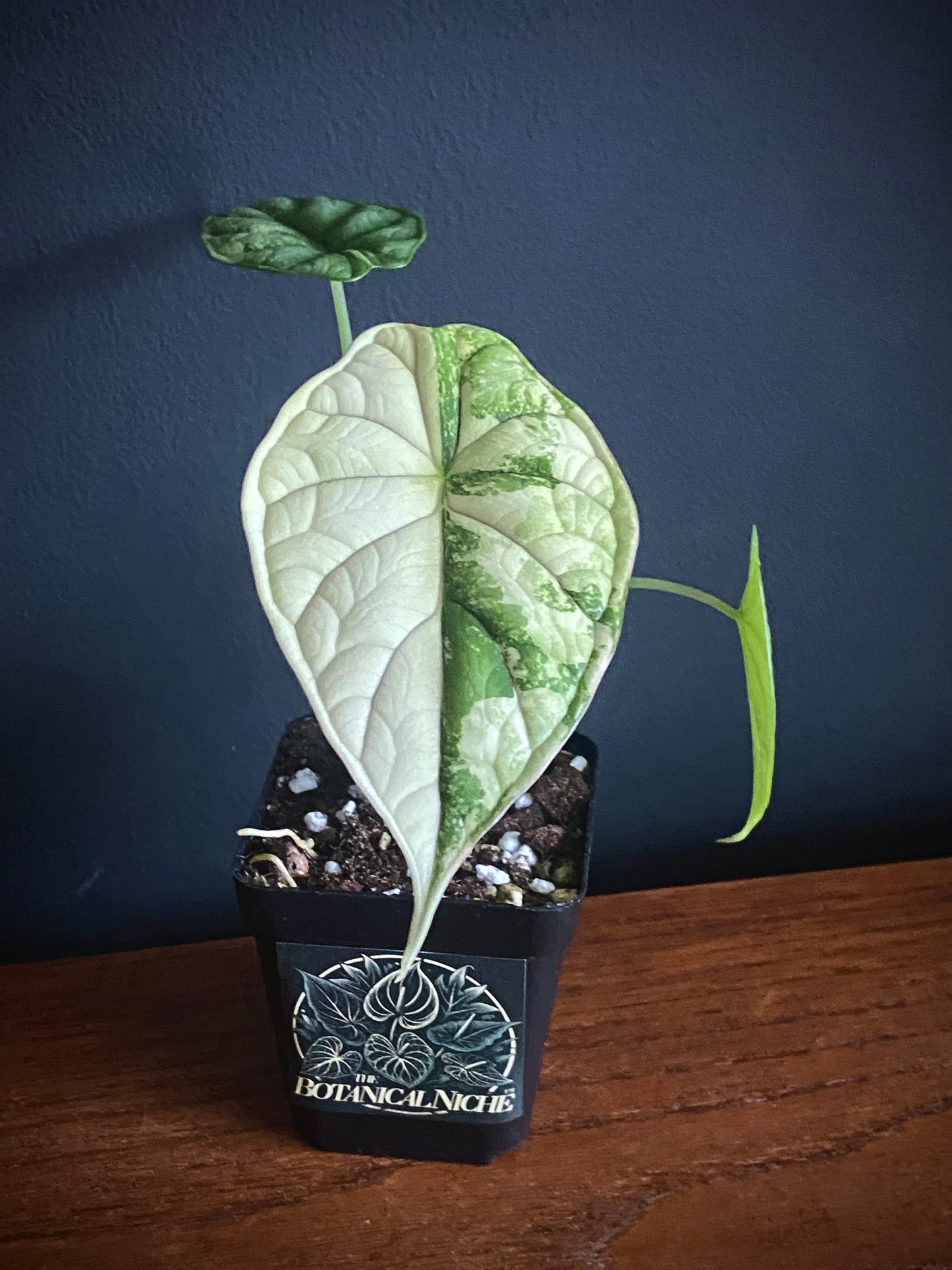 Alocasia Dragonscale Albo variegata | 7 cm pot (B)