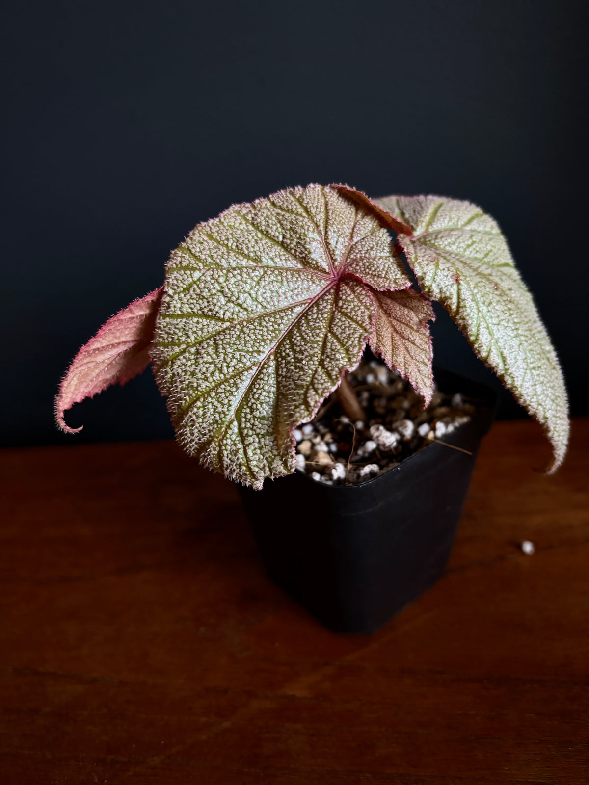Begonia Sinbad | 6 cm pot [A]