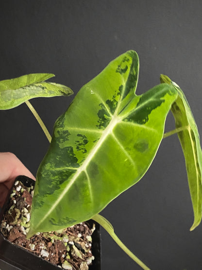 Alocasia Frydek Green-on-Green variegated | 7 cm pot