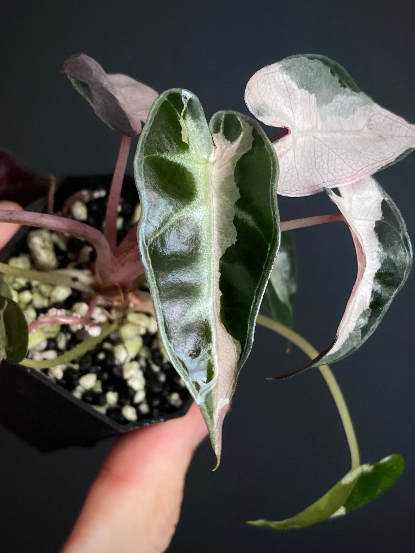 Alocasia Bambino Lava variegated | 5 cm pot