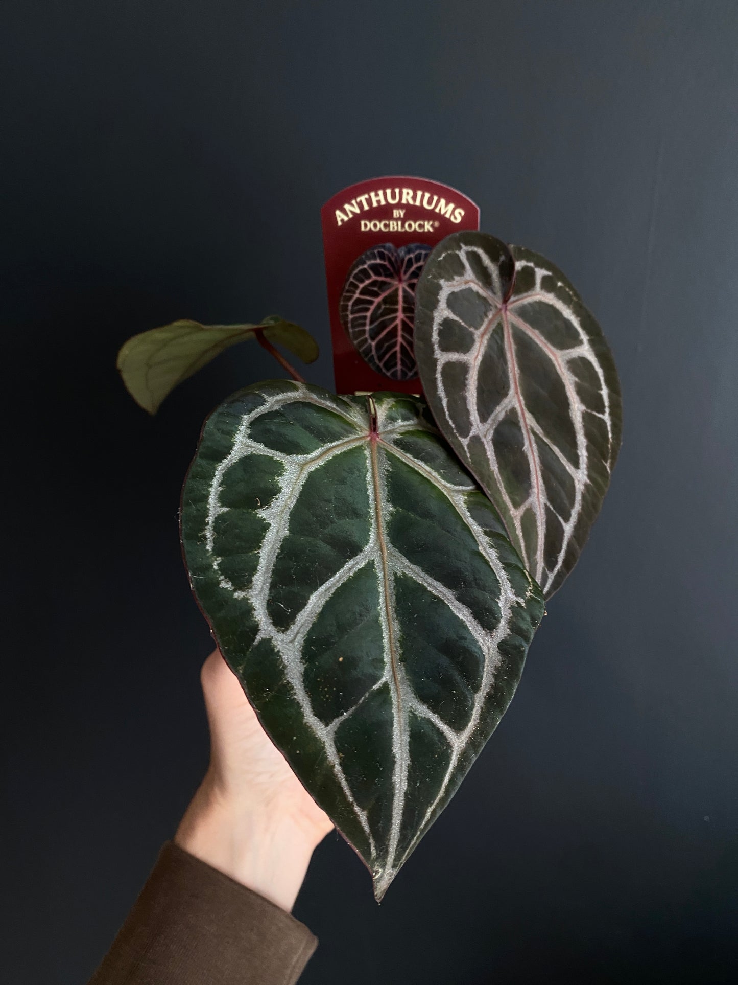 Anthurium DocBlock Michelle | 9 cm pot [A]