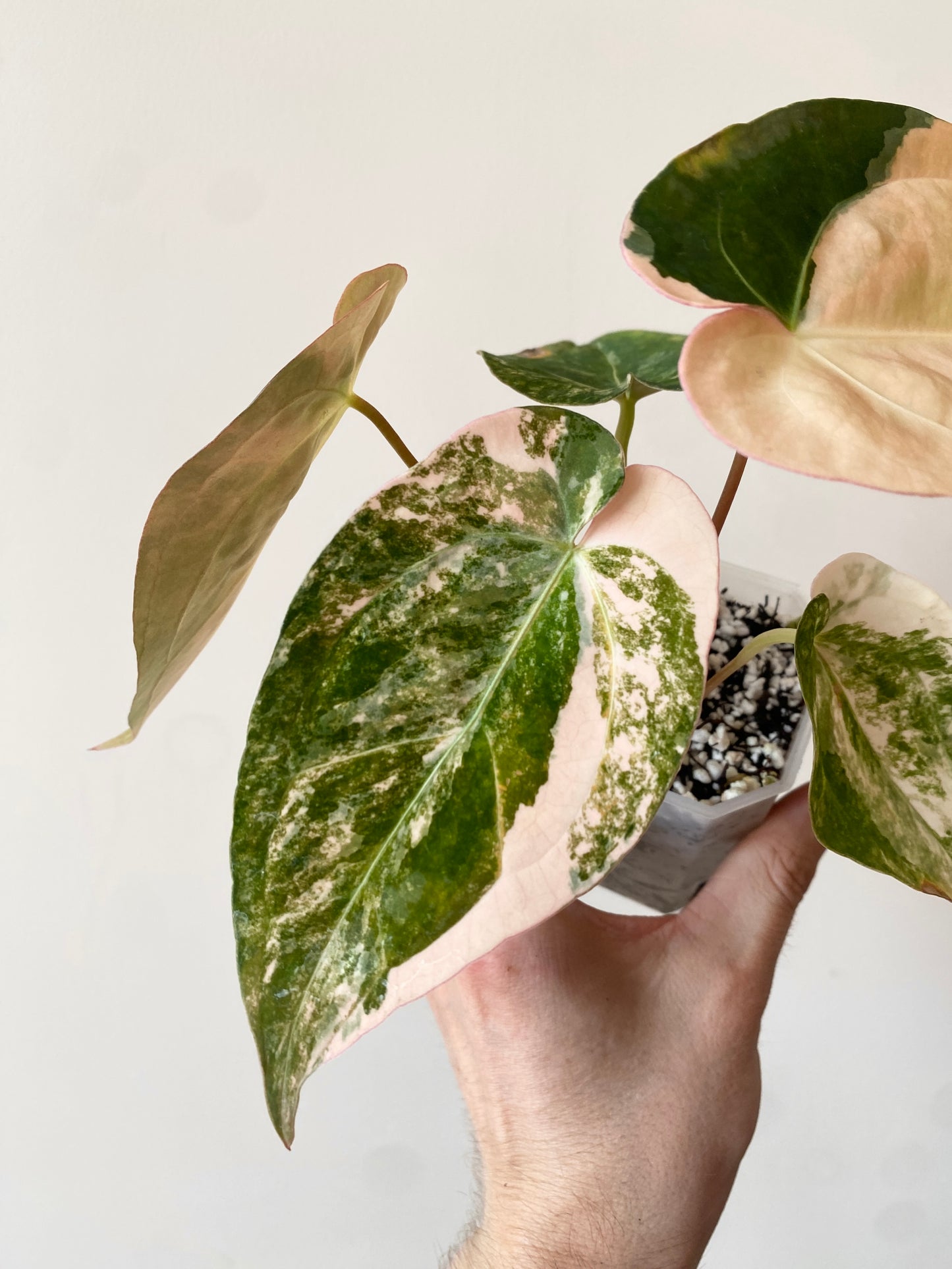 Anthurium PapCrystal var X Papillilaminum | 7 cm pot