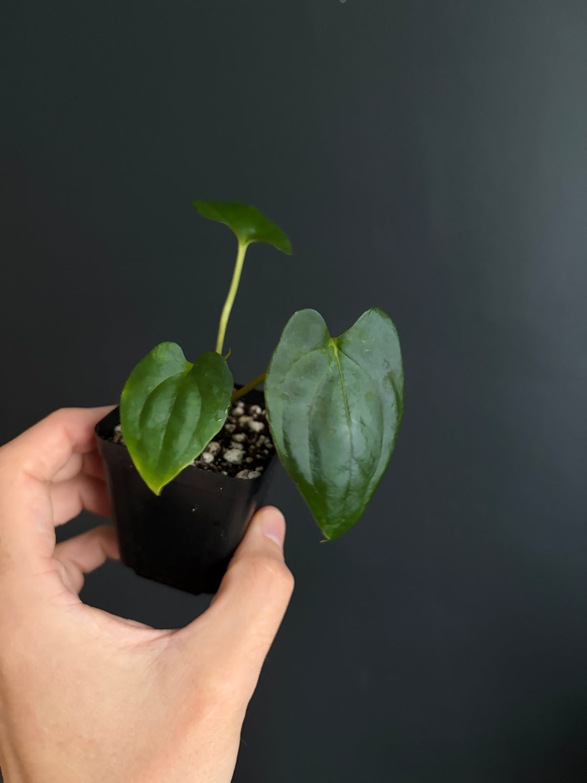 Anthurium Papillilaminum Fort Sherman (x self) | 6 cm pot [B]