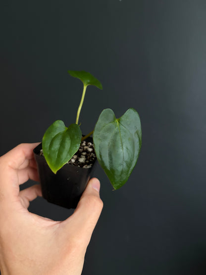 Anthurium Papillilaminum Fort Sherman (x self) | 6 cm pot [B]