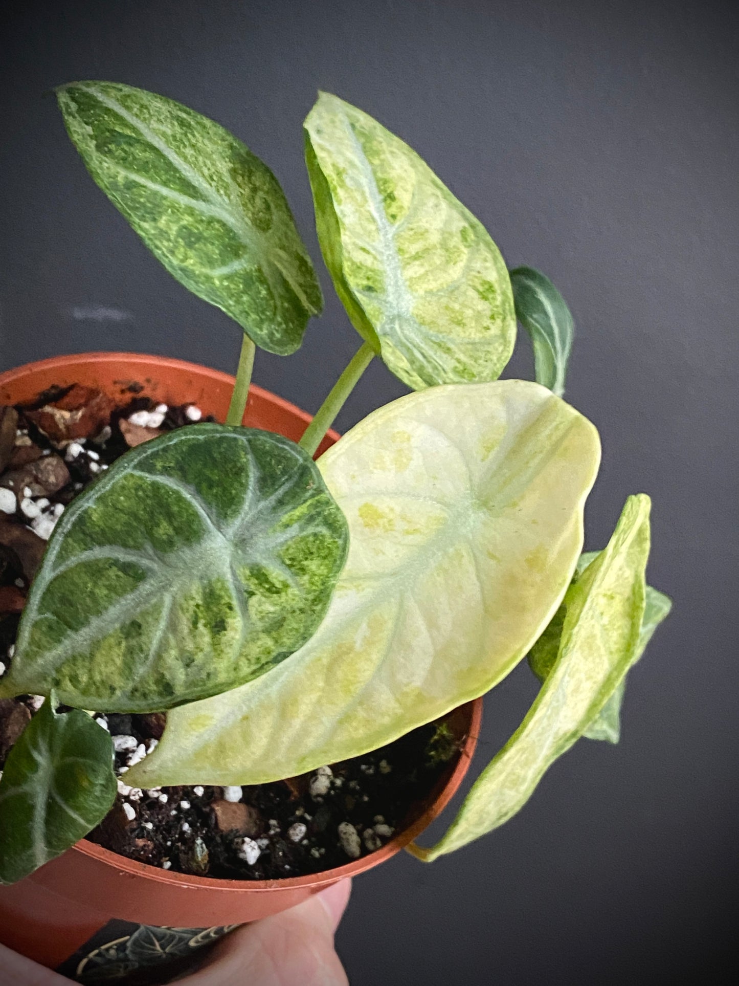 Alocasia Ninja Tricolor variegated | 10 cm pot [A]
