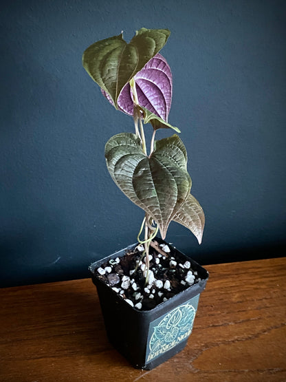 Dioscoria Discolor | 7 cm pot