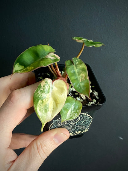 Philodendron Billietiae variegated | 7 cm pot