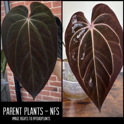 Anthurium (DressCarla x BVEP) X (Carlablackiae x Papillilaminum) | 7 cm pot [A]