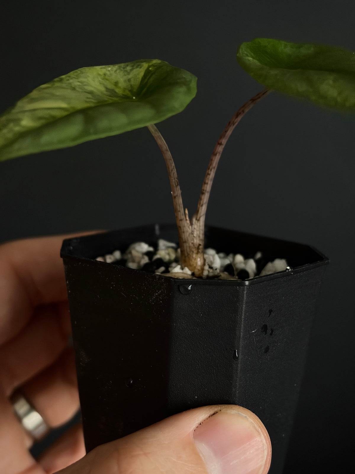 Alocasia Heterophylla Metallic Blue Aurea variegated | 5 cm pot