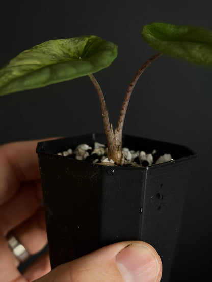 Alocasia Heterophylla Metallic Blue Aurea variegated | 5 cm pot