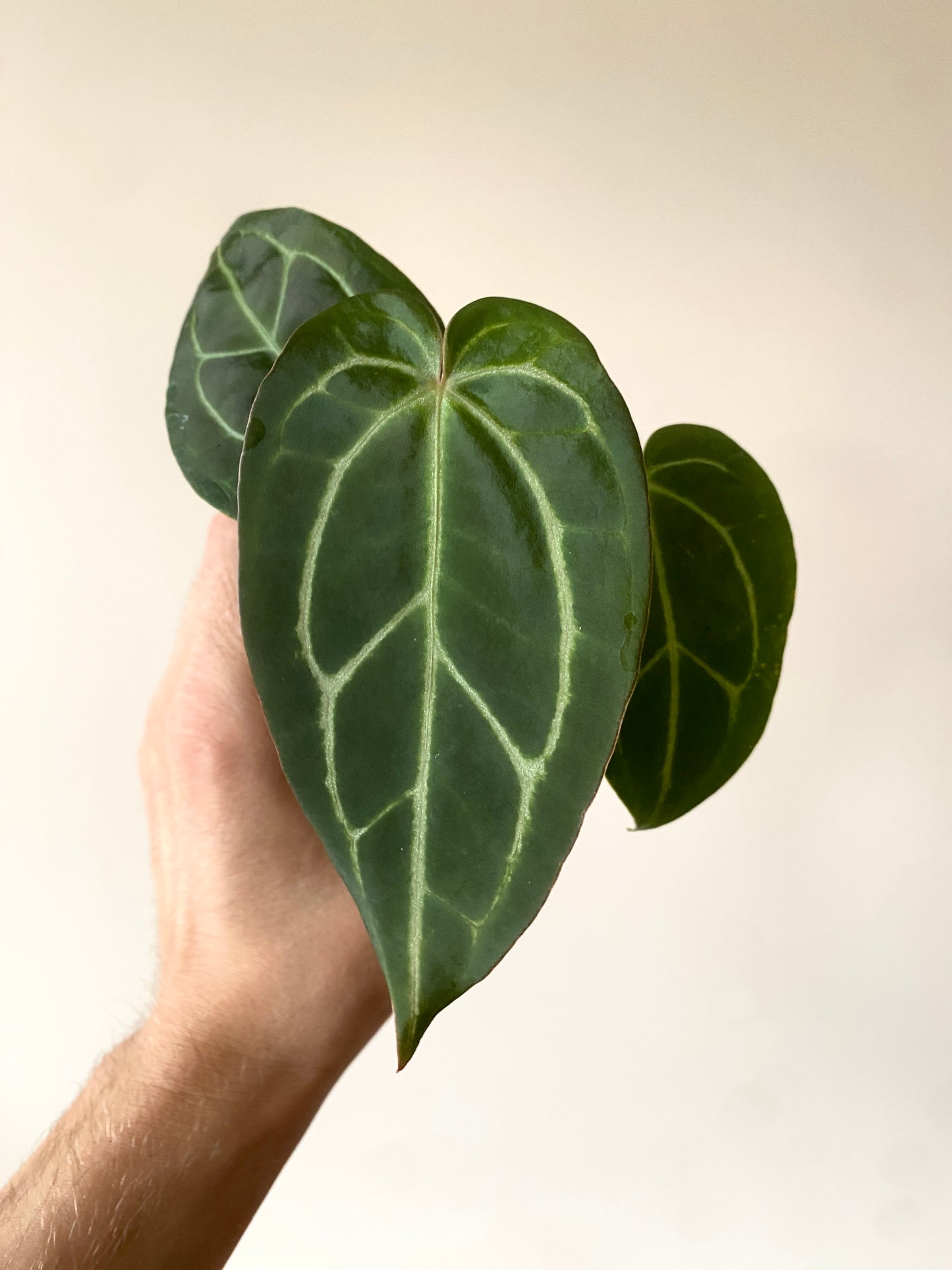 Anthurium Dark Web X Carlablackiae 'Marcella' | 7 cm pot