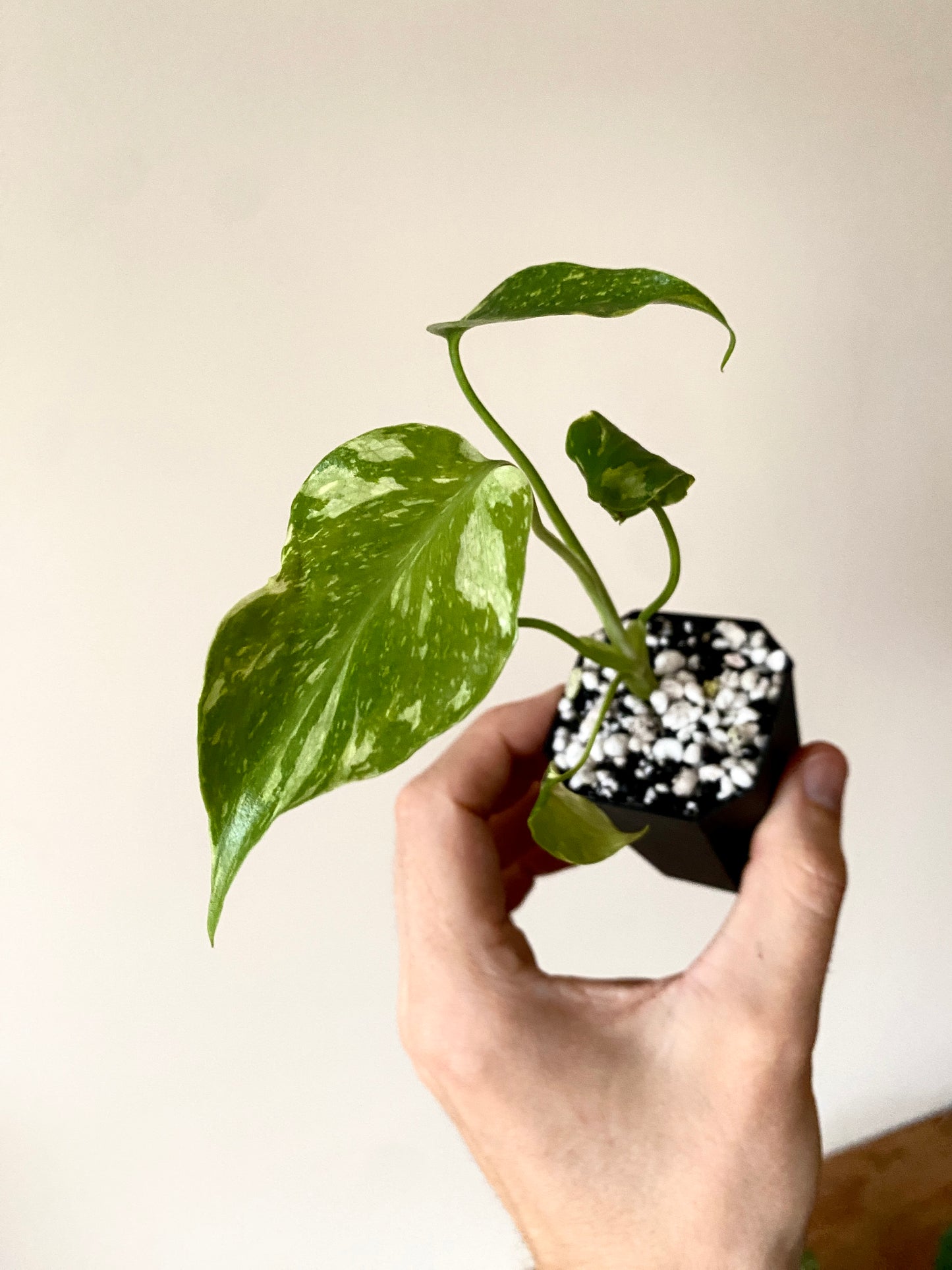 Monstera Deliciosa Electrolyte | 5 cm pot [B]