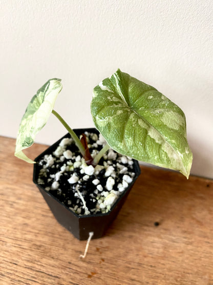 Alocasia Melo Albo variegata | 5 cm pot