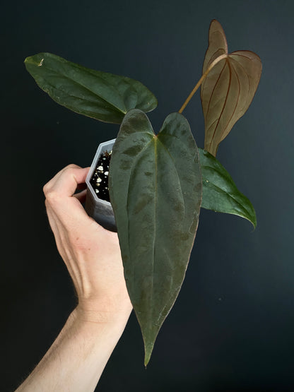 Anthurium Golden Eagle X BVEP (R.FxF) | 7 cm pot [select - dark]
