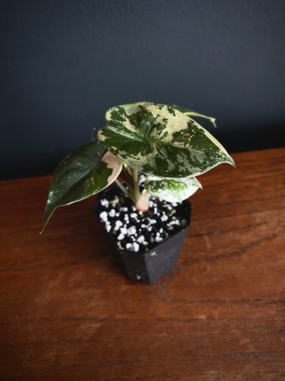 Alocasia Wentii albo/pink variegated | 5 cm pot [A]