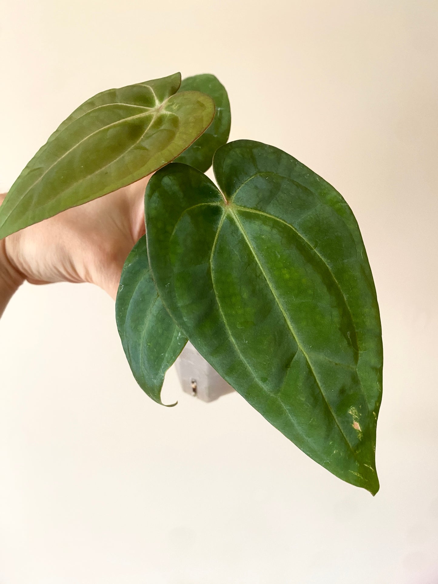 Anthurium Carlablackiae (OG5xRA4) X RVDP | 7 cm pot
