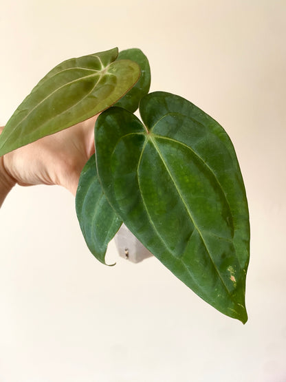 Anthurium Carlablackiae (OG5xRA4) X RVDP | 7 cm pot