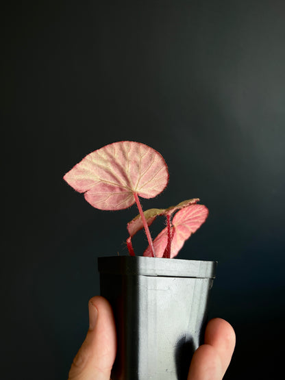 Begonia Ozotothrix | 6 cm pot