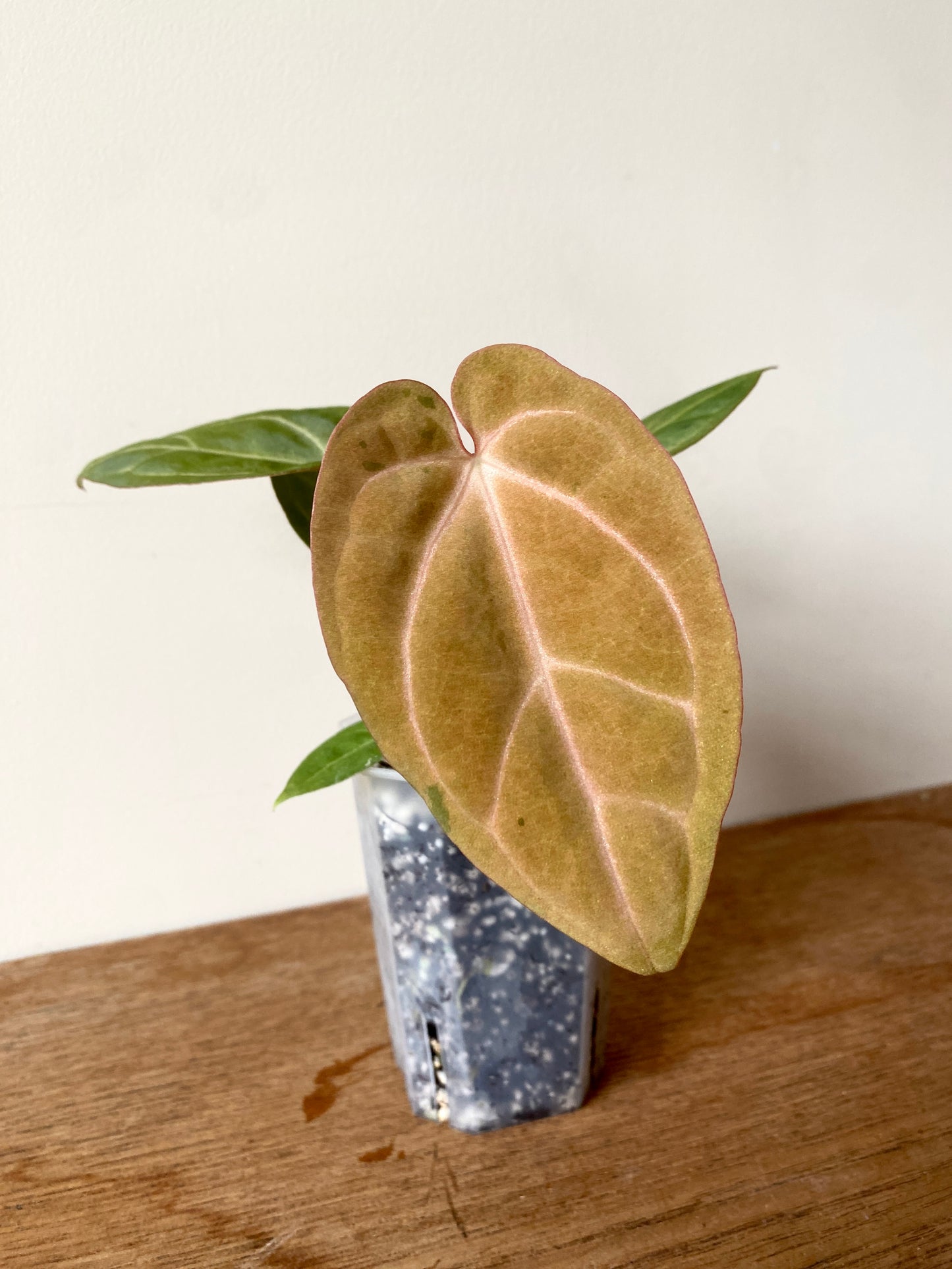 Anthurium Papillilaminum var A88 X AOS SKG (mint variegated) | 7 cm pot