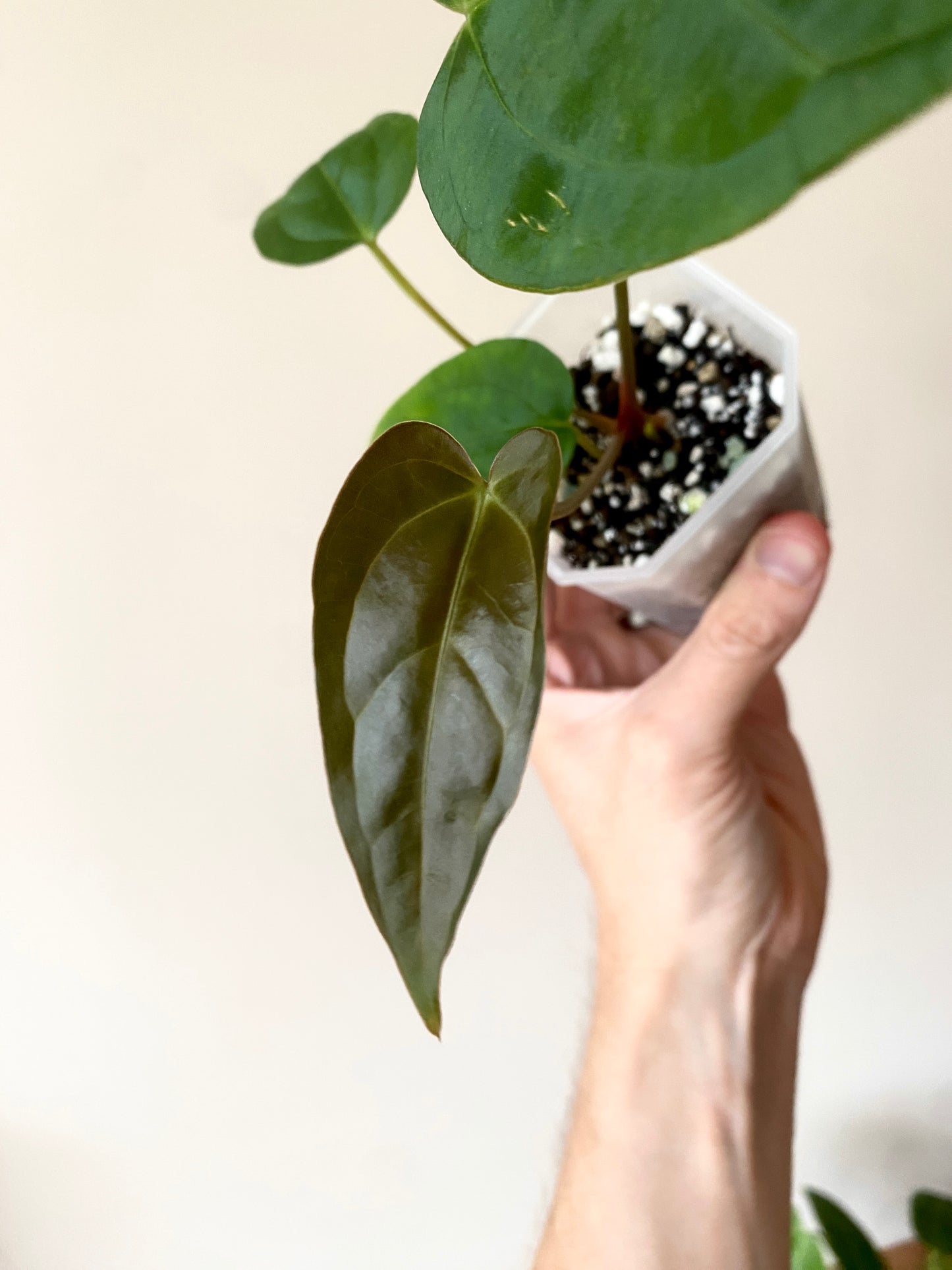 Anthurium Subsignatum (velvety) X Carlablackiae | 7 cm pot [B]