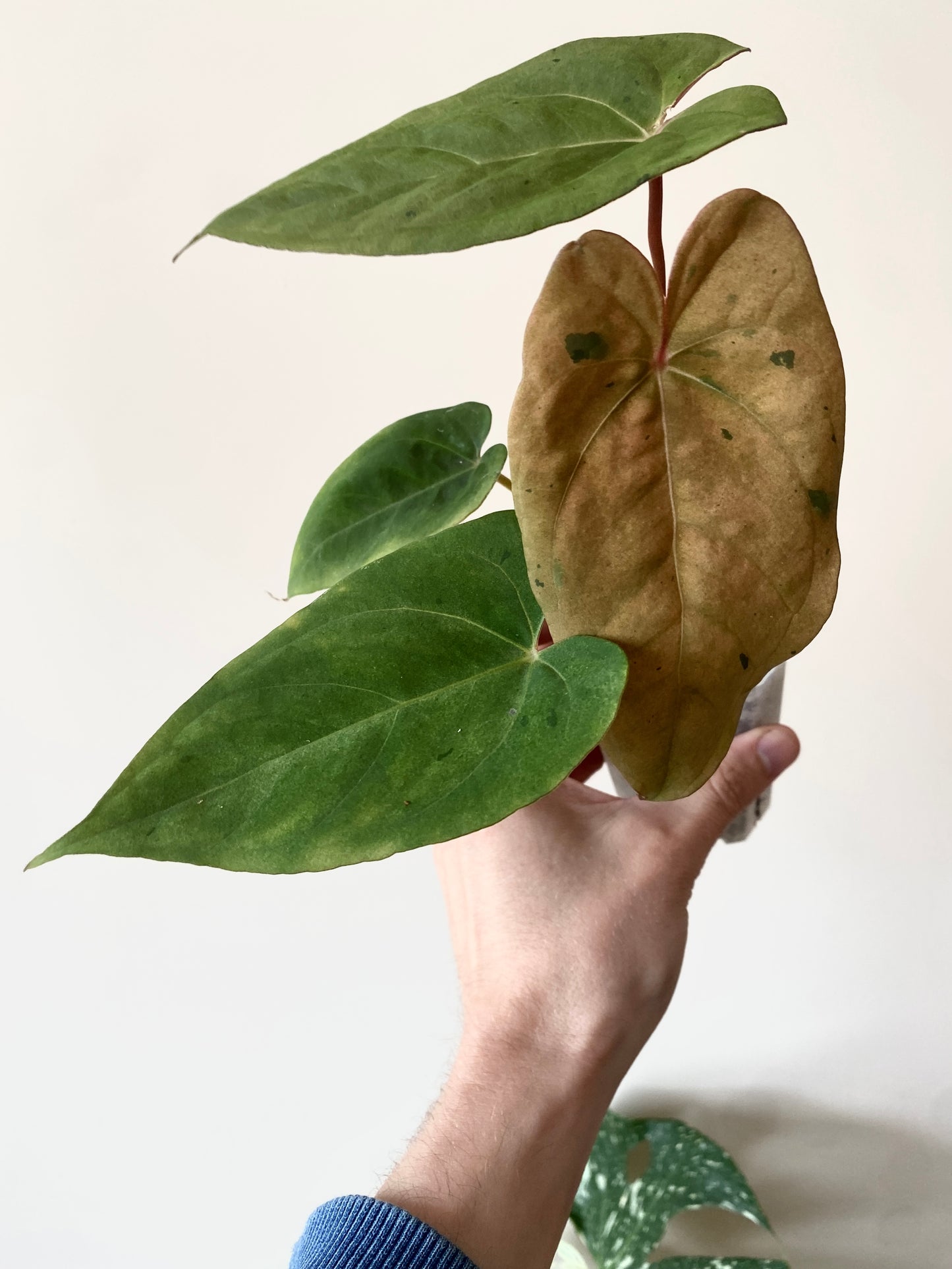 Anthurium Blue Papillilaminum hybrid mint variegated | 7 cm pot