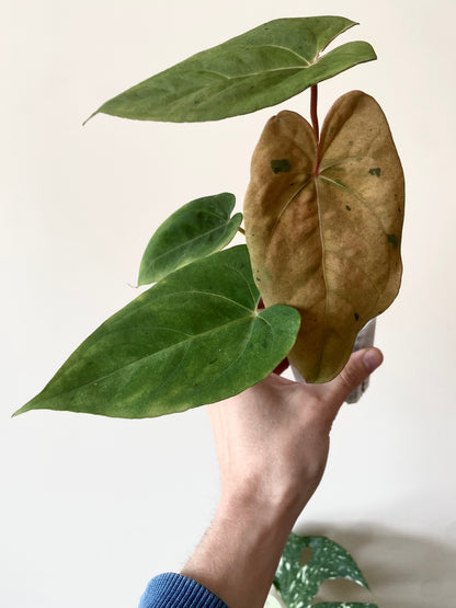 Anthurium Blue Papillilaminum hybrid mint variegated | 7 cm pot