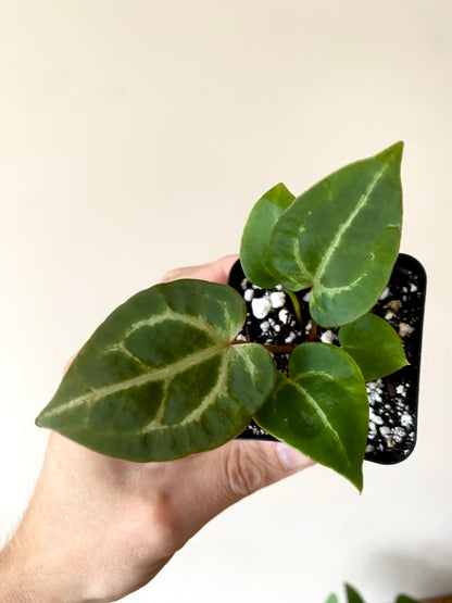 Anthurium Crystal var x Michelle (non-variegated) | 6 cm pot