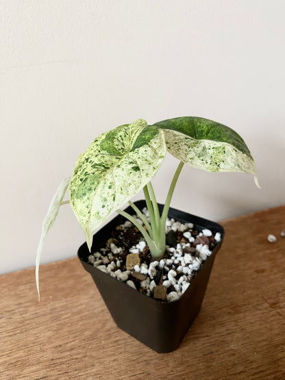 Alocasia Dragonscale Mint variegata | 7 cm pot