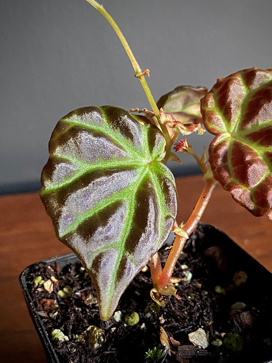 Begonia Dracopelta X Sarawak | 6 cm pot [A]