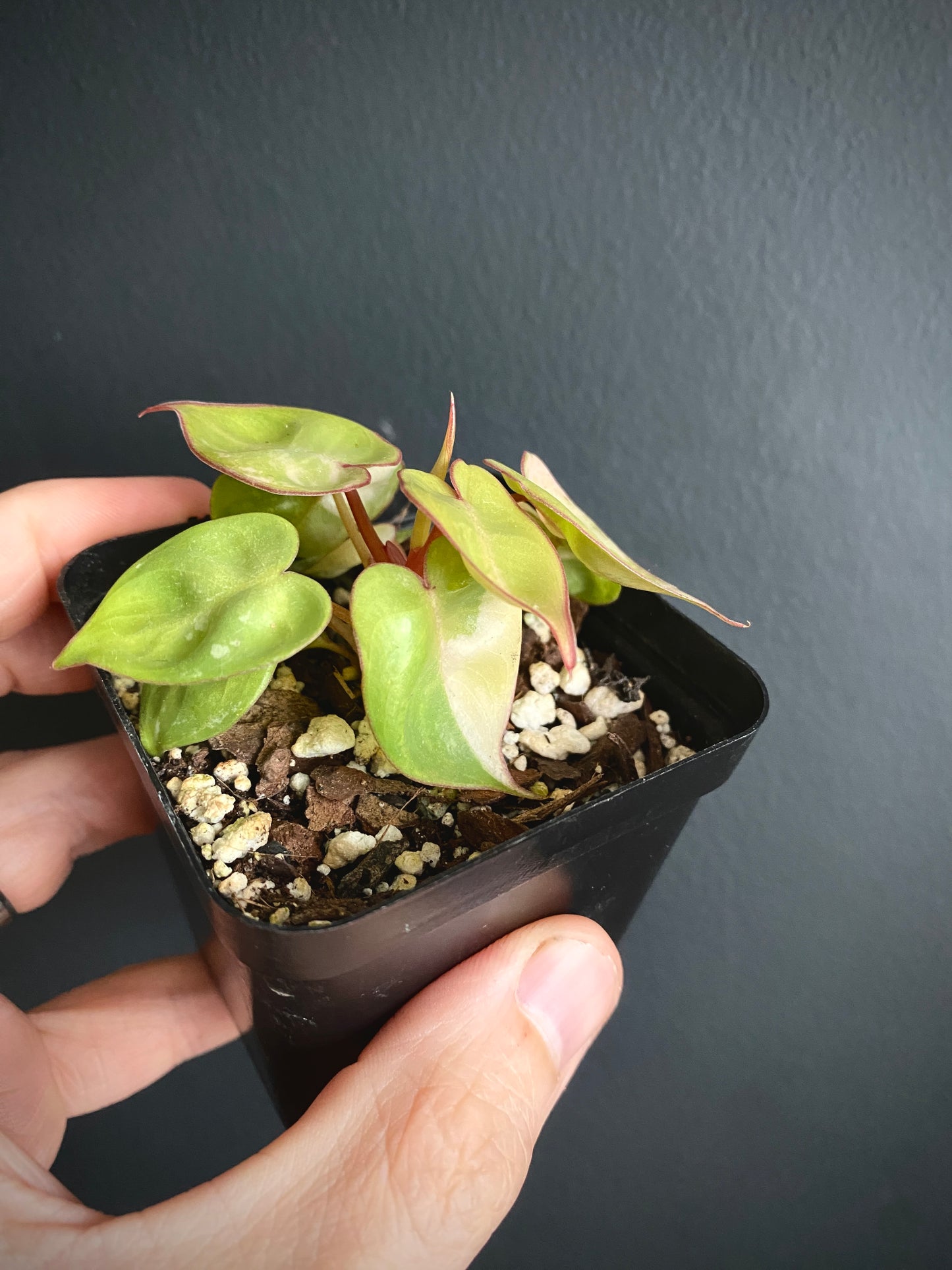 Philodendron Billietiae variegated | 7 cm pot [B]