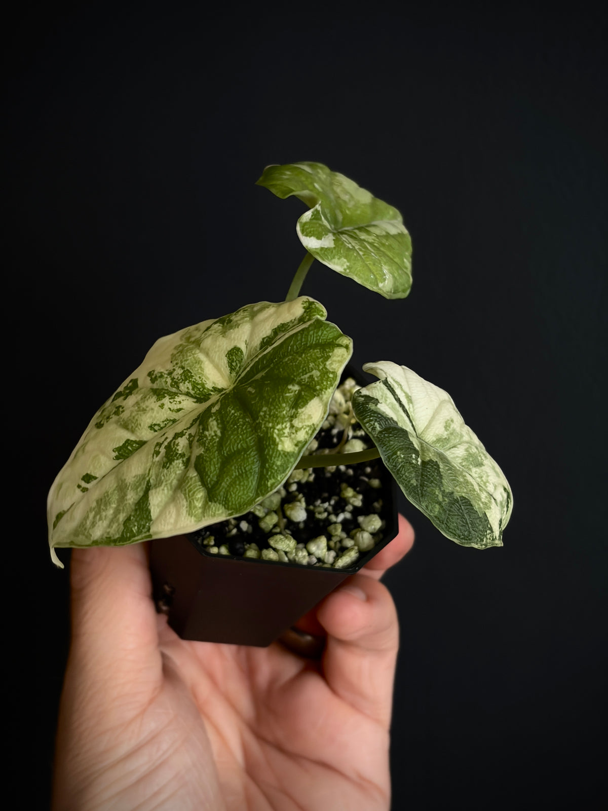 Alocasia Melo Albo variegata | 5 cm pot