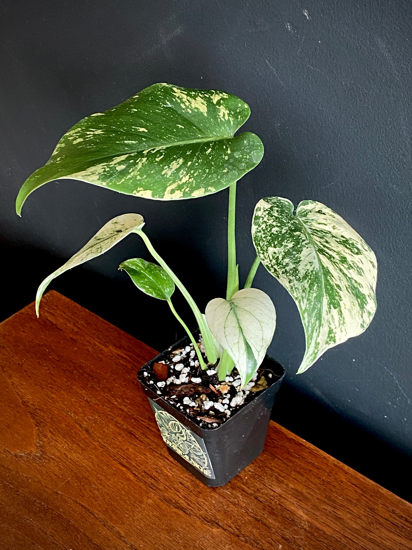 Monstera Deliciosa Mint variegated | 7 cm pot (B)