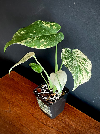 Monstera Deliciosa Mint variegated | 7 cm pot (B)