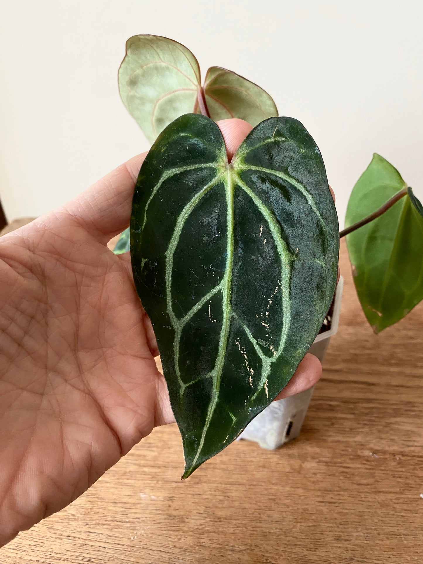 Anthurium Carlablackiae RA5xRA10 S1 | 7 cm pot