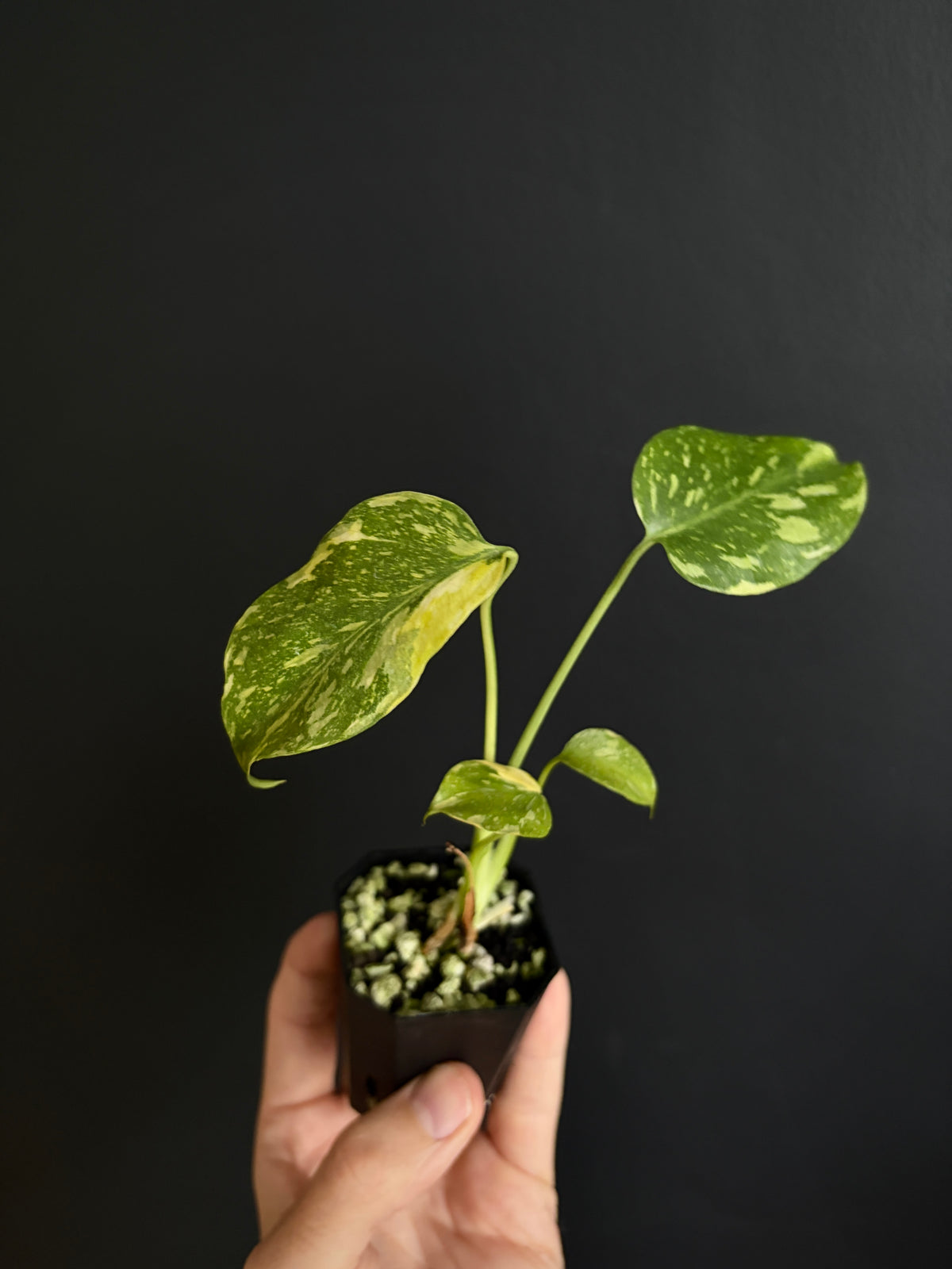 Monstera Deliciosa Electrolyte | 5 cm pot [A]