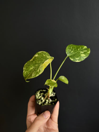 Monstera Deliciosa Electrolyte | 5 cm pot [A]