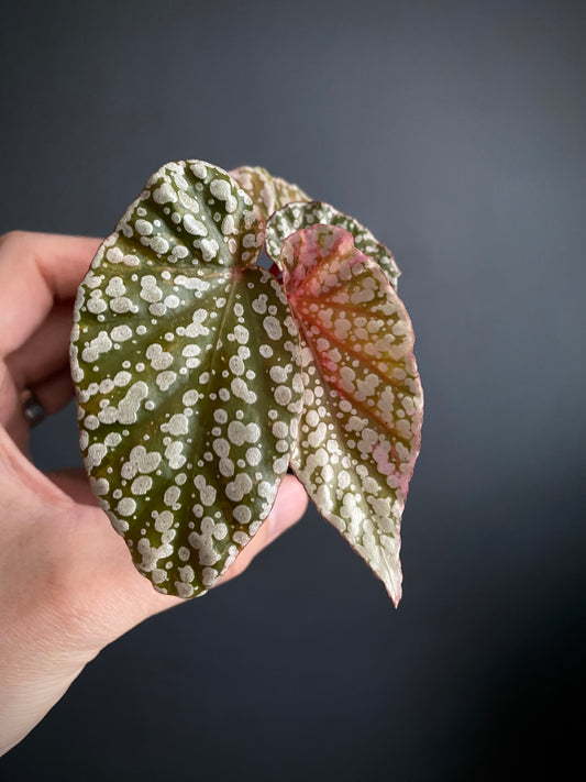 Begonia Snow Capped Pink variegated | 7 cm pot