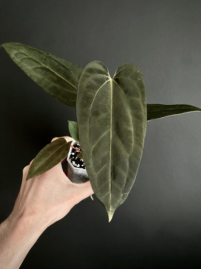 Anthurium Papillilaminum x DocBlock Red Crystal X long NoID | 7 cm pot