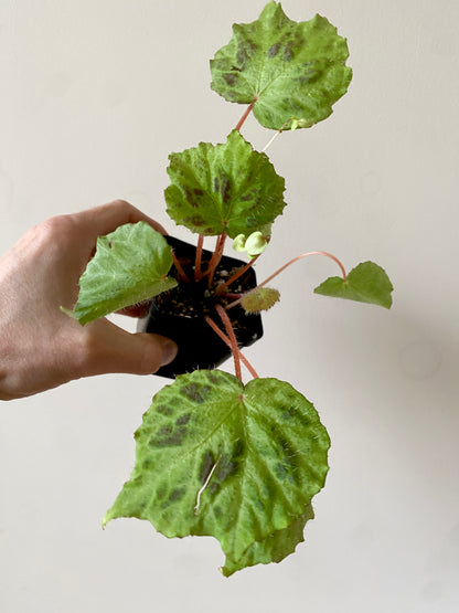 Begonia sp. Padang Lawas | 6 cm pot
