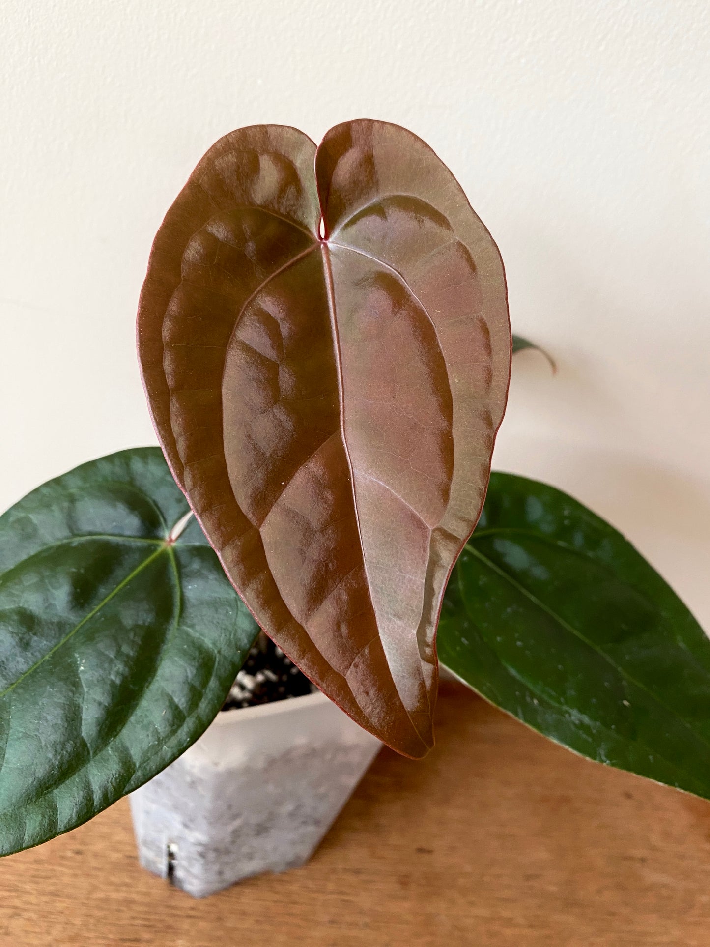 Anthurium DB Red Crystallinum X Luxurians | 9 cm pot