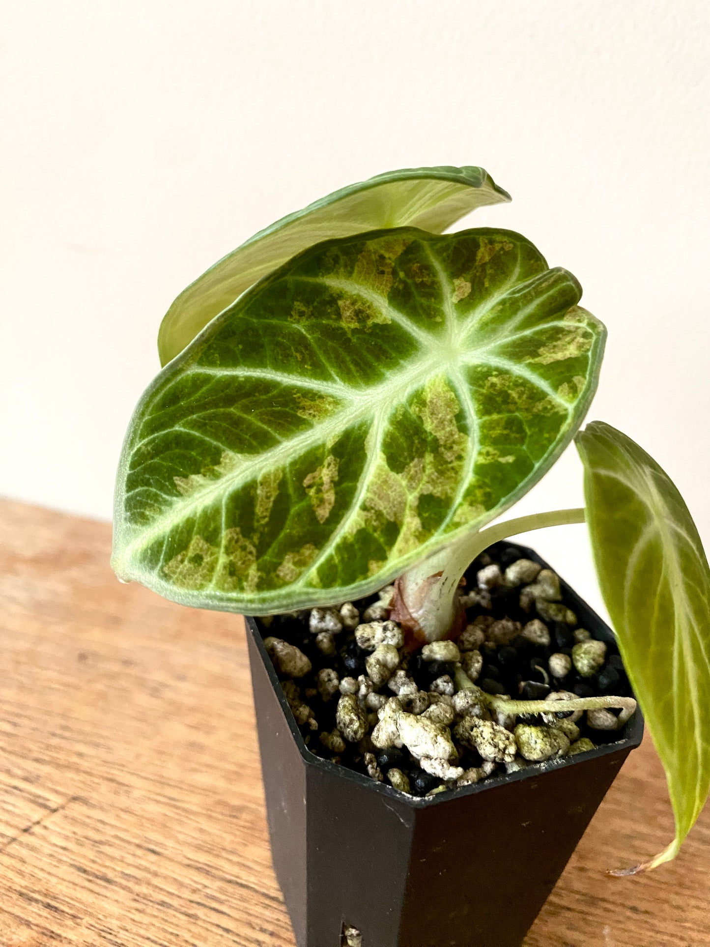Alocasia Ninja Aurea splash | 5 cm pot