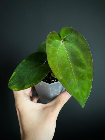 Anthurium (Carlablackiae X Dressleri RG) X (Besseae x Papillilaminum) | 7 cm pot [B]