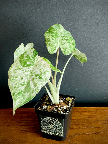 Alocasia Macrorrhizos Splash variegated | 7 cm pot