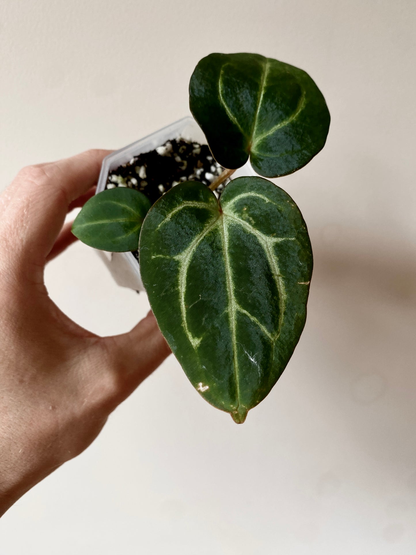 Anthurium Carlablackiae | 7 cm pot [A]