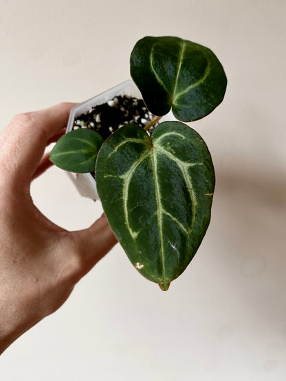Anthurium Carlablackiae | 7 cm pot [A]