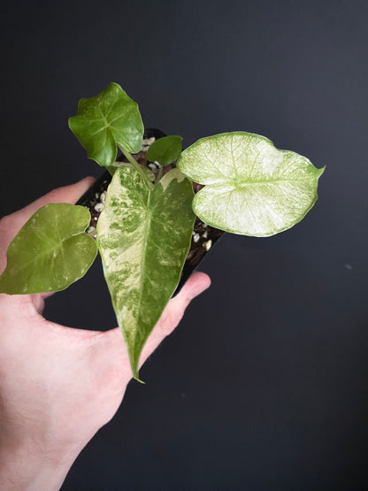 Alocasia Gageana Albo variegated | 7 cm pot