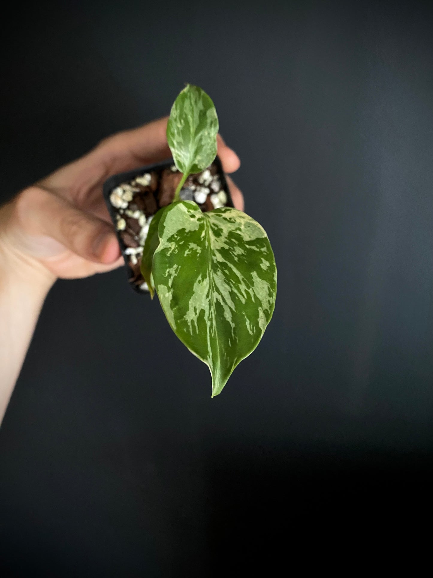 Monstera Deliciosa Bulbasaur | 6 cm pot [C]