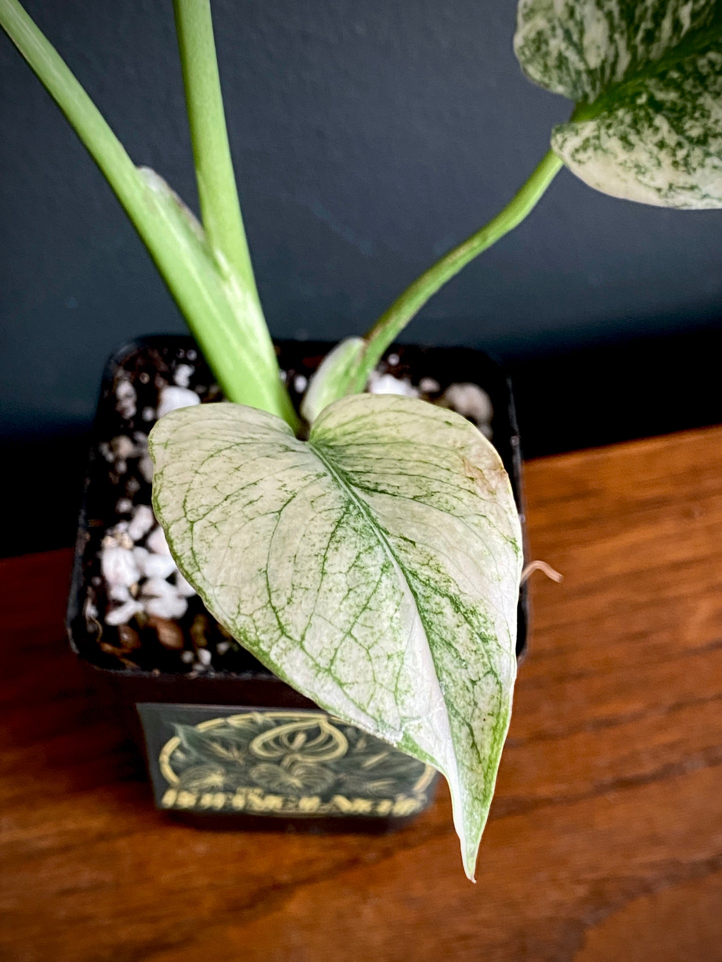 Monstera Deliciosa Mint variegated | 7 cm pot (A)