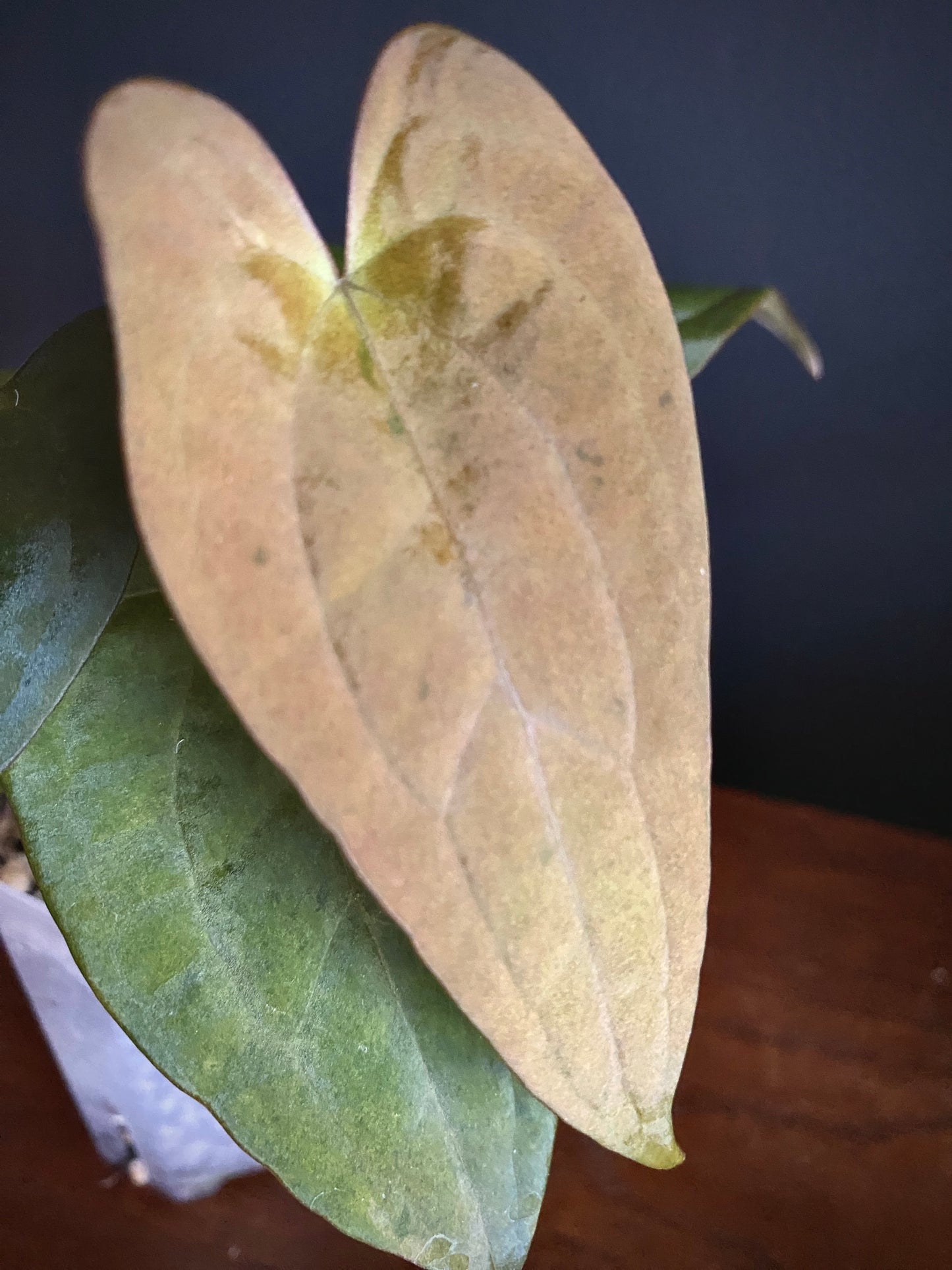 Anthurium RVDP (self) mint variegated | 7 cm pot [B]